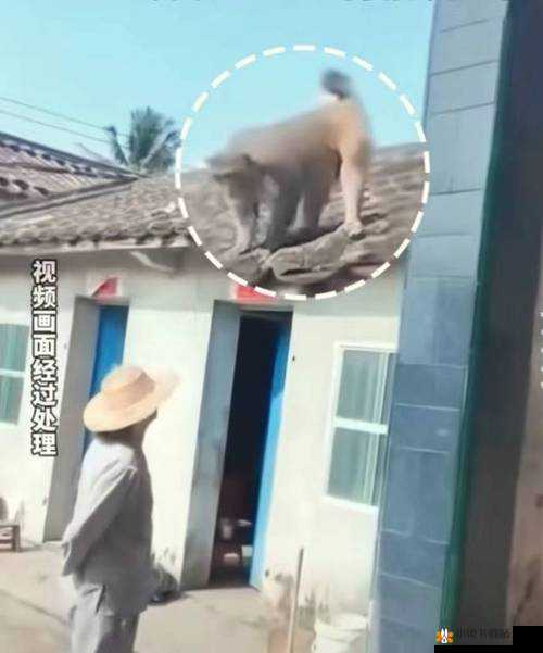 生猴子全过程不盖被子详细展示